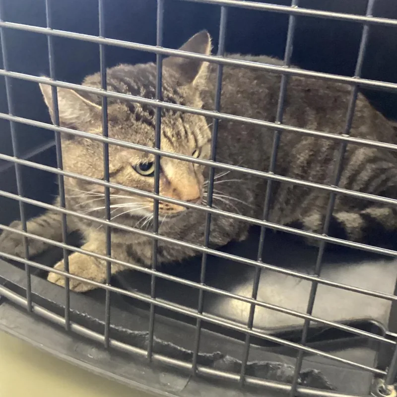 An adult large-sized male Domestic Short Hair cat named Tuff boy for adoption in Montgomery, AL