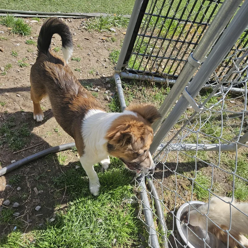 Poppy Sweetpea thumbnail 2