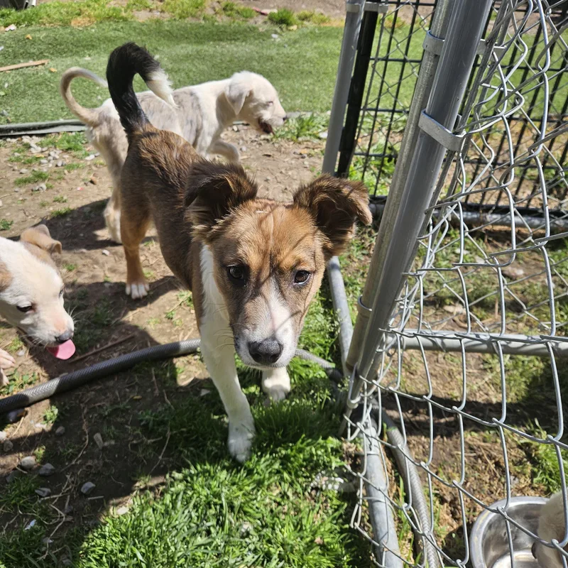 Poppy Sweetpea thumbnail 3