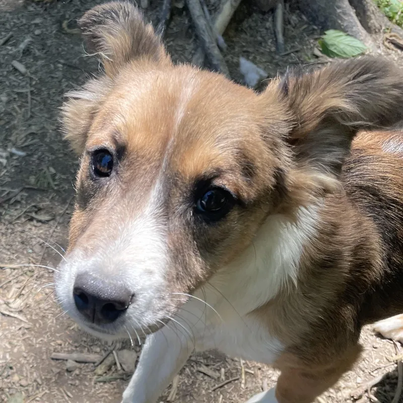 A baby medium-sized female Tricolor (Brown, Black, & White) Parson Russell Terrier dog named Poppy Sweetpea for adoption in Andover, MA