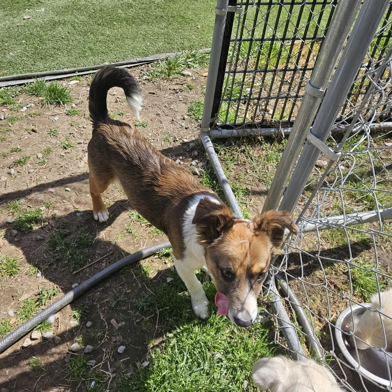 Poppy Sweetpea thumbnail 4