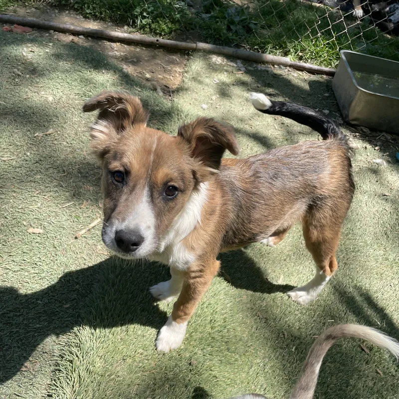 Poppy Sweetpea thumbnail 5