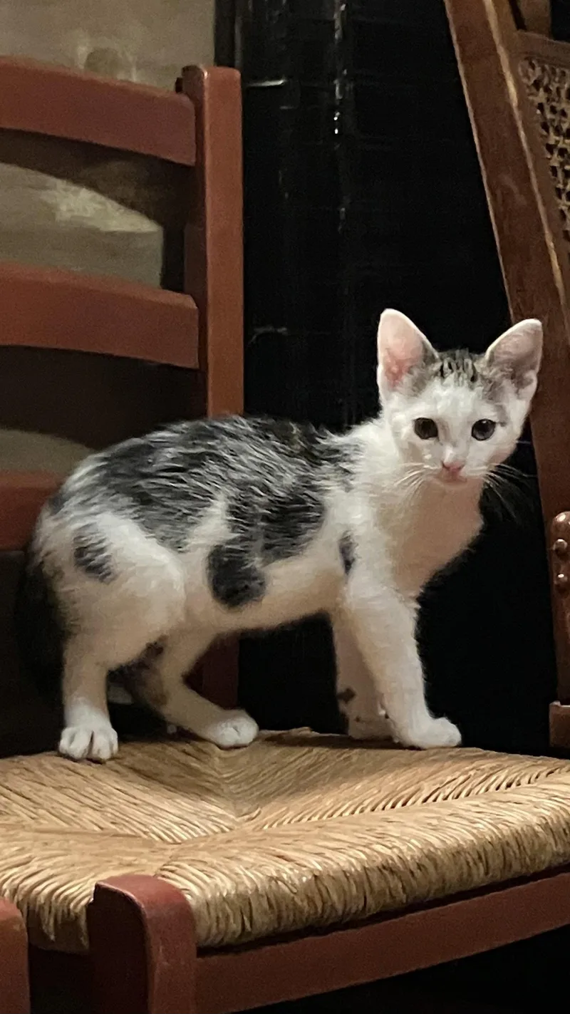 A baby medium-sized male White Domestic Short Hair cat named Hank for adoption in Herndon, VA