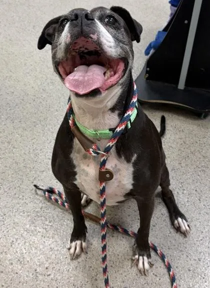 A senior medium-sized female Boxer dog named Chloe for adoption in Fishers, IN