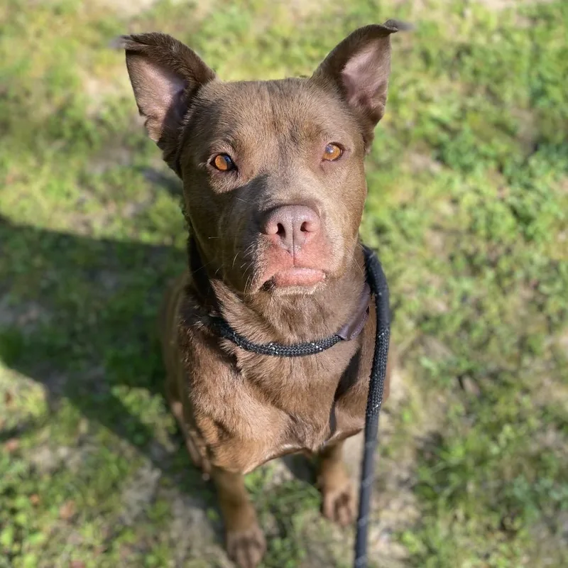 An adult medium-sized female Brown / Chocolate Mixed Breed dog named Scrimparoni for adoption in Columbus, GA
