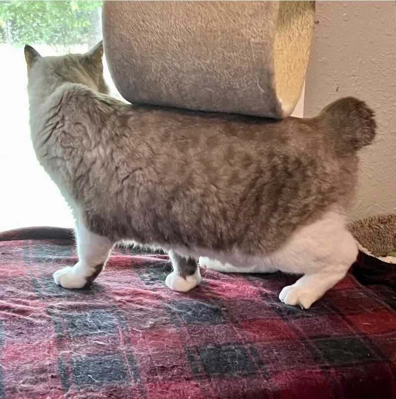 An adult medium-sized female Manx cat named Ariel for adoption in Little Rock, AR