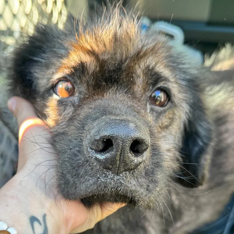 An adult medium-sized male Black Terrier dog named Benji for adoption in Bessemer, AL
