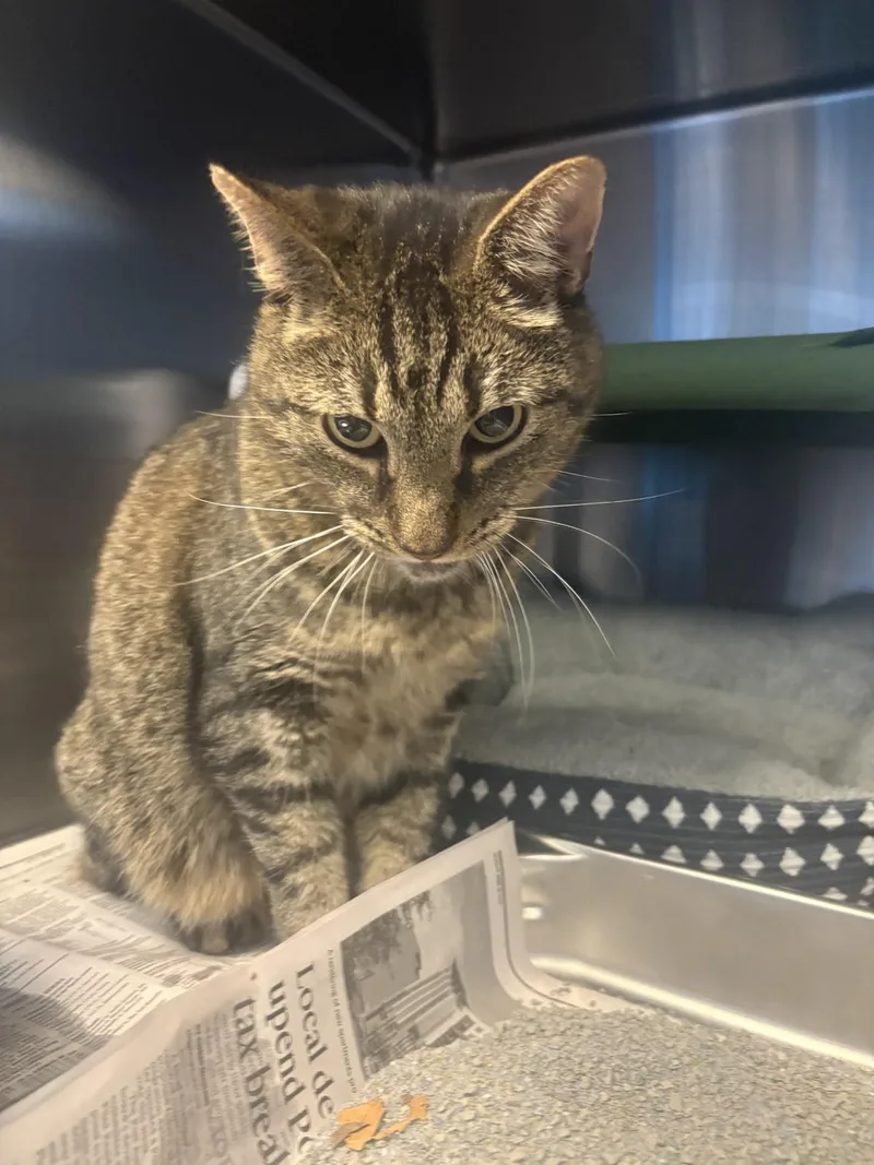 An adult medium-sized male Domestic Short Hair cat named "Maverick" for adoption in Leavenworth, KS