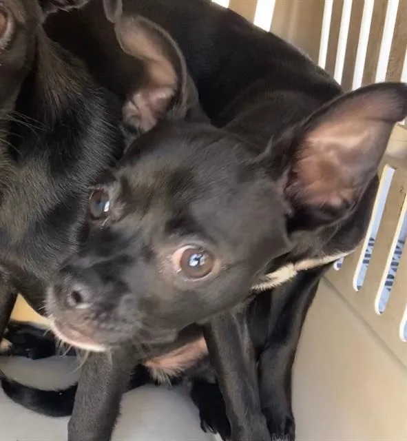 A baby small-sized female Rat Terrier dog named Belle for adoption in Dallas, TX