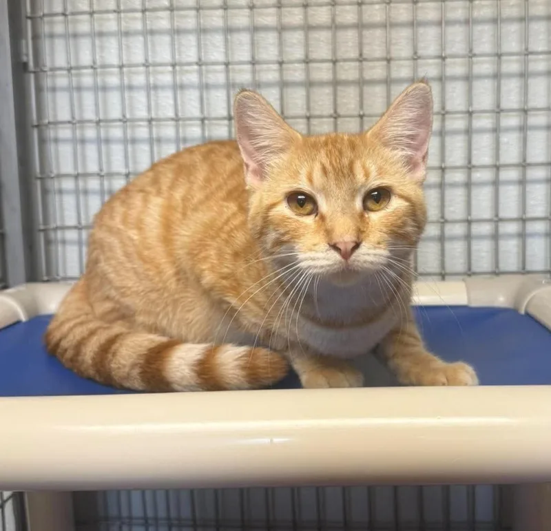 A young medium-sized female Tabby (Orange / Red) Domestic Short Hair cat named Bernadene for adoption in Maryville, MO