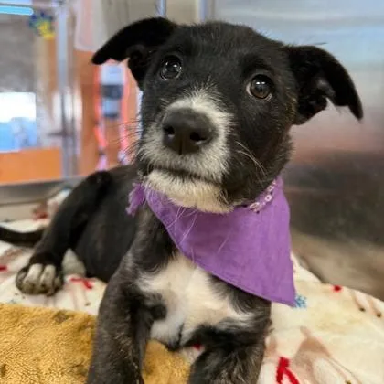 An adult medium-sized female Terrier dog named Natasha for adoption in Phoenix, AZ