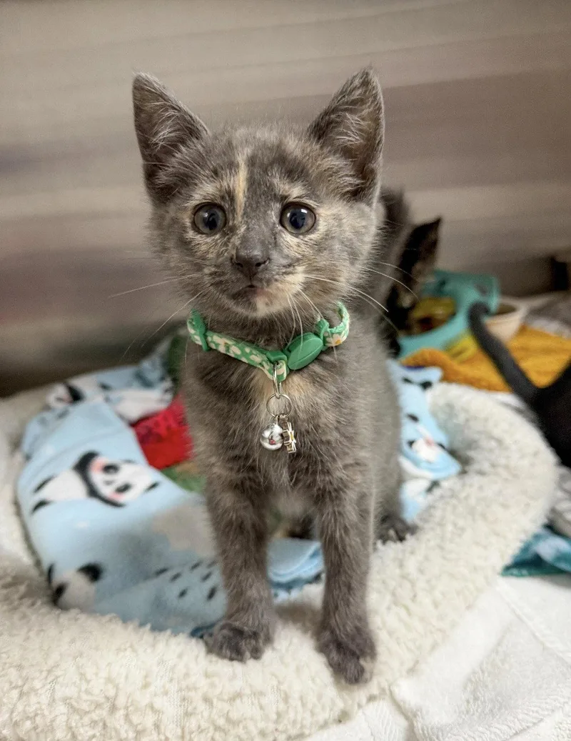 A baby medium-sized female Domestic Short Hair cat named Cheezit for adoption in Sanford, NC