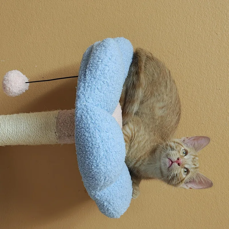 A baby medium-sized male Orange / Red Domestic Short Hair cat named Moth for adoption in Oconto, WI
