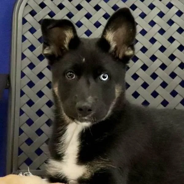 Maverick