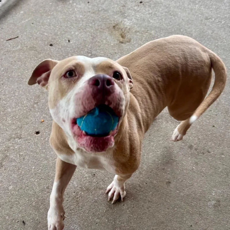 An adult large-sized female Yellow / Tan / Blond / Fawn Mixed Breed dog named Pasta Salad for adoption in Edwardsville, IL