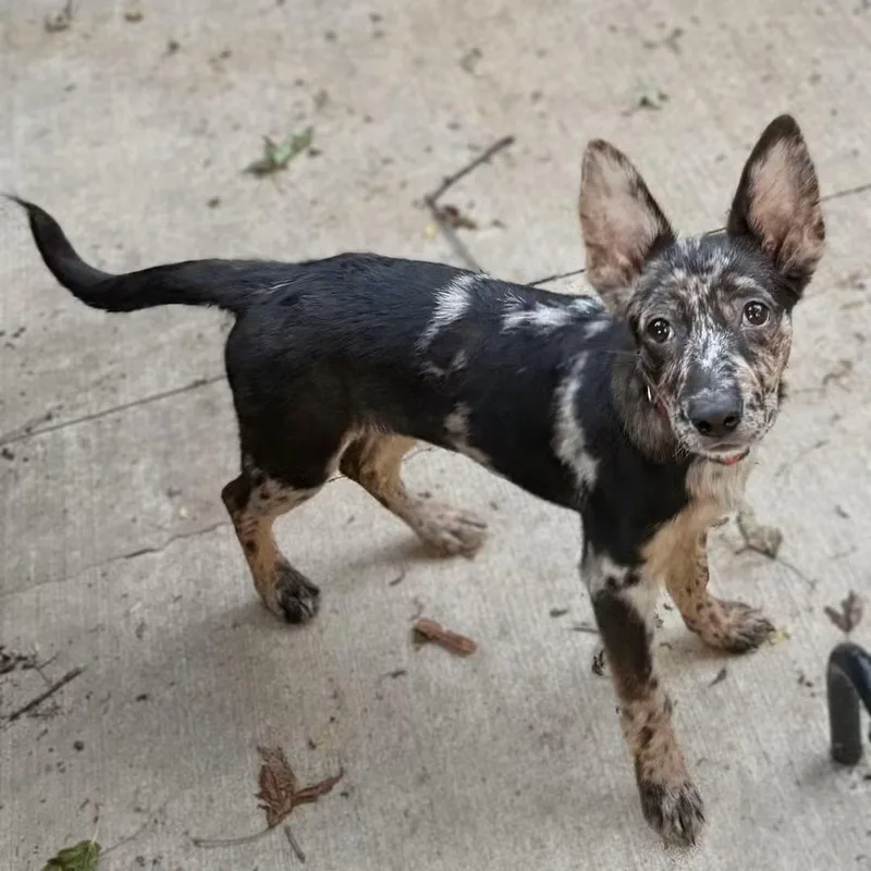 A baby medium-sized female German Shepherd Dog dog named Pheadra for adoption in East Peoria, IL