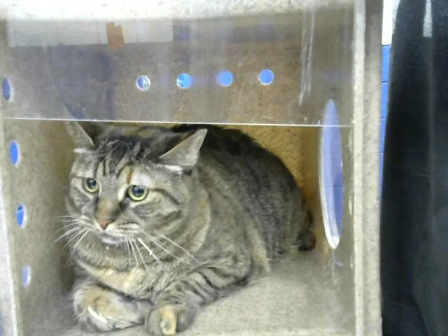 An adult medium-sized female Domestic Short Hair cat named Evelyn for adoption in Albuquerque, NM
