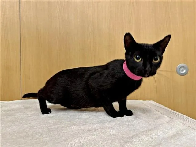 A young small-sized female Domestic Short Hair cat named Frankie Jo for adoption in Saint Louis, MO