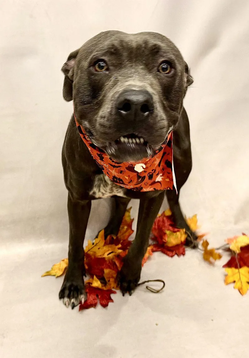 A young medium-sized male Gray / Blue / Silver Terrier dog named Sterling for adoption in Sanford, FL
