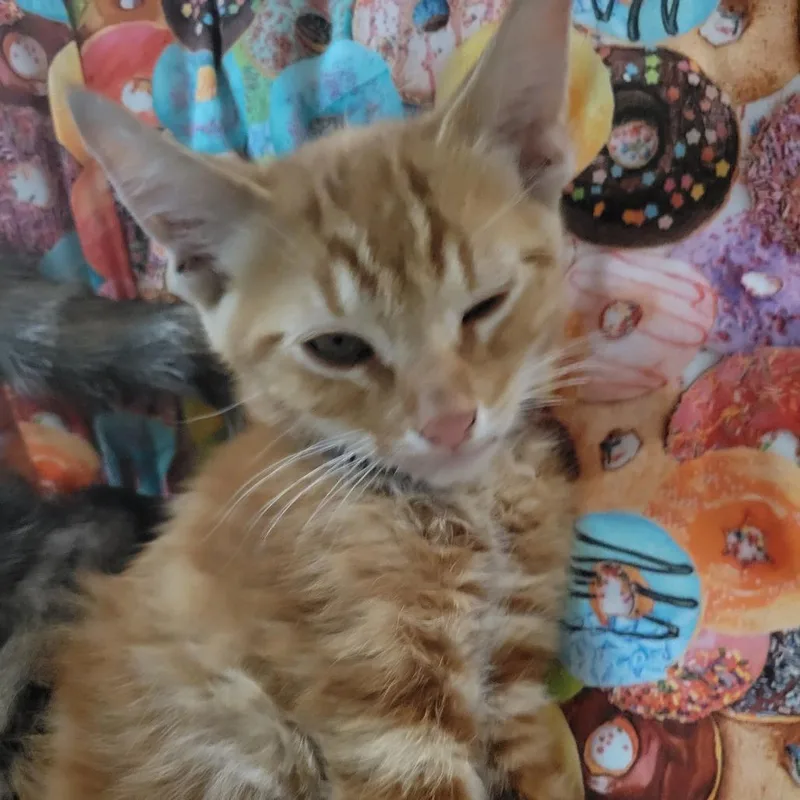 A baby small-sized male Orange / Red Domestic Short Hair cat named Duey for adoption in Hawthorne, CA