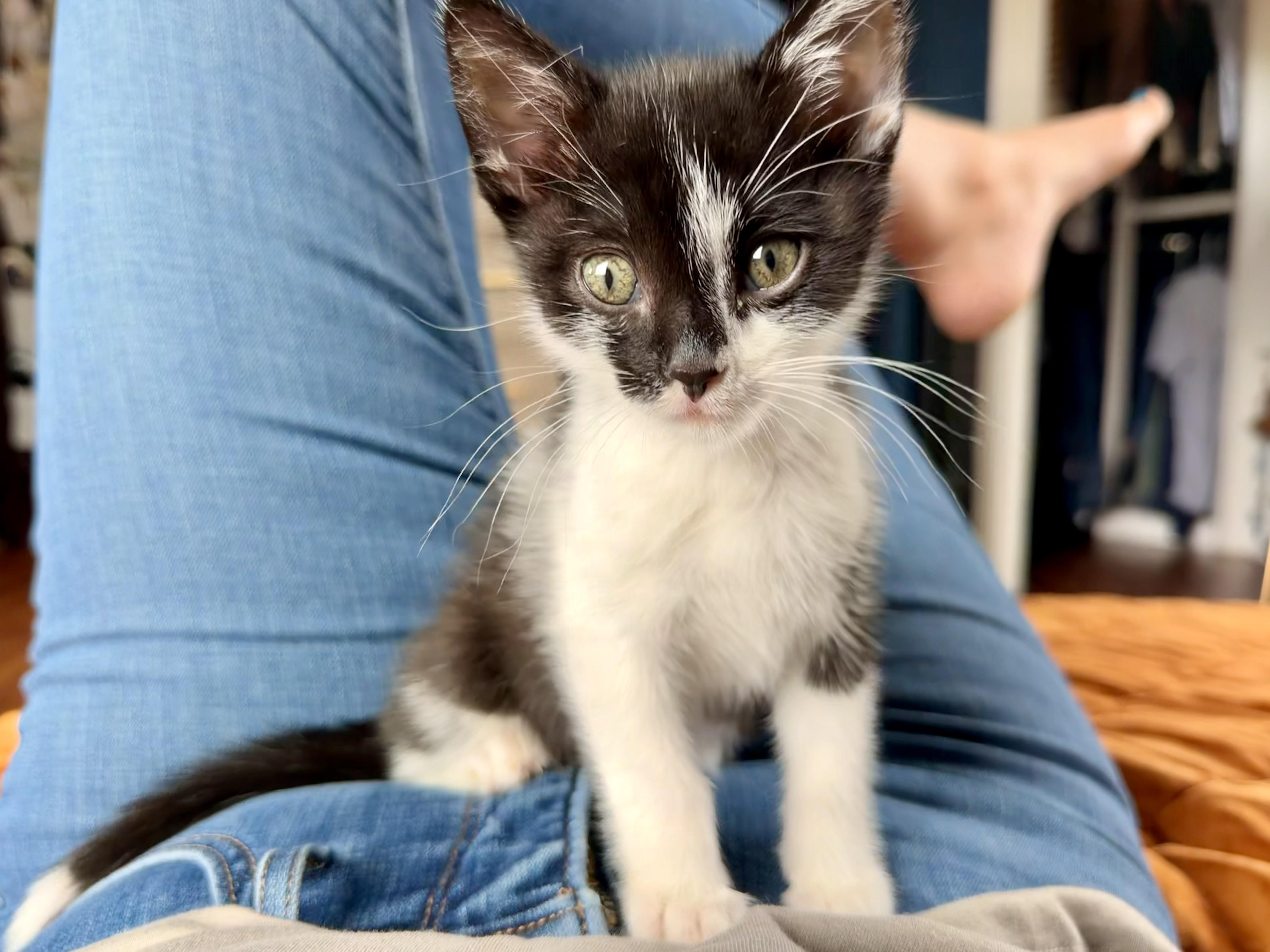 A baby medium-sized male Black & White / Tuxedo Domestic Short Hair cat named Ash for adoption in Pacific Palisades, CA