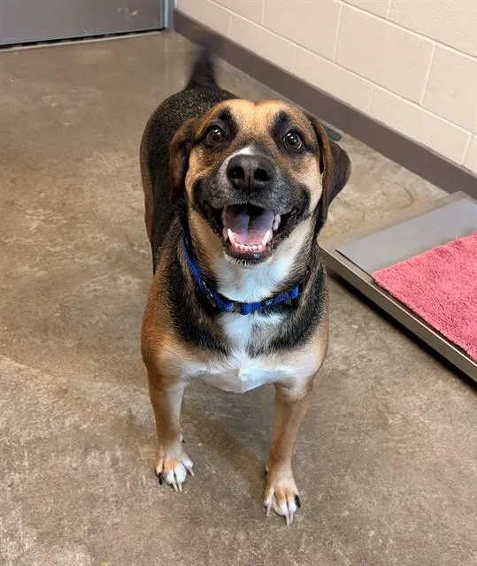 An adult large-sized male German Shepherd Dog dog named Sully for adoption in Leesburg, VA