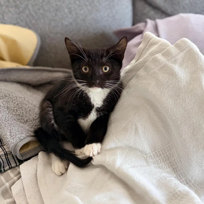 A baby small-sized male Black Domestic Short Hair cat named Fabrizio for adoption in Middle Village, NY