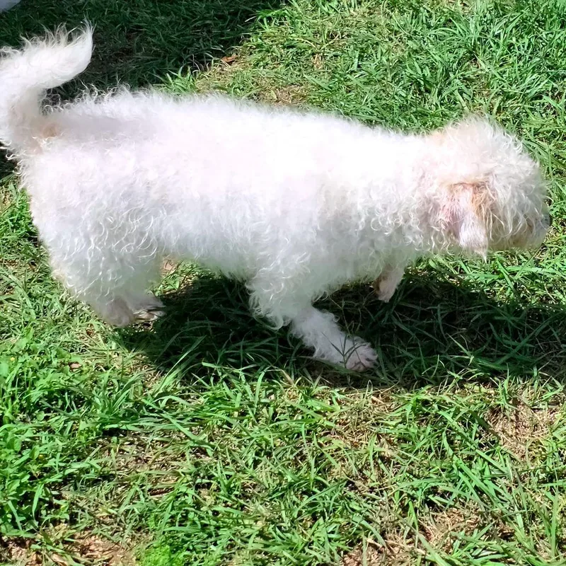 Bessie Belle thumbnail 2