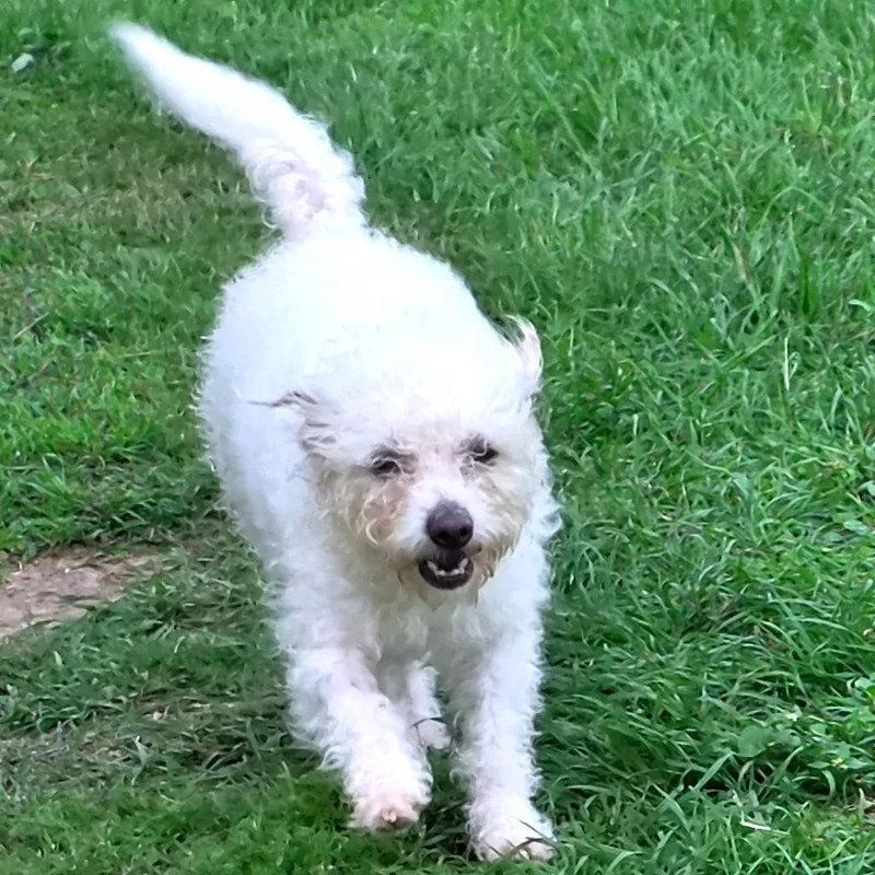 Bessie Belle thumbnail 3