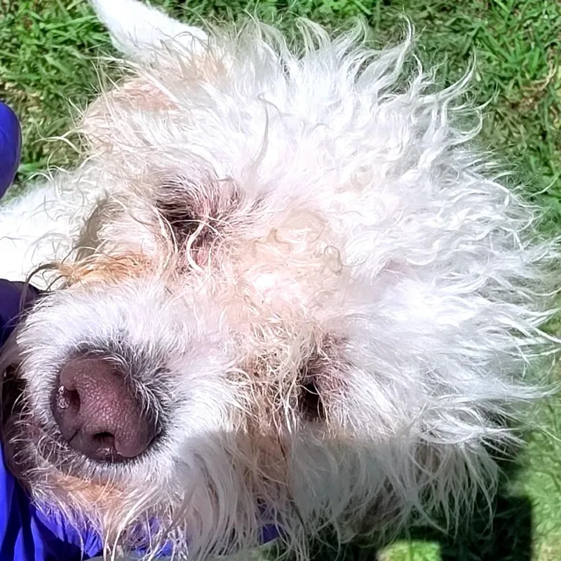 Bessie Belle thumbnail 5