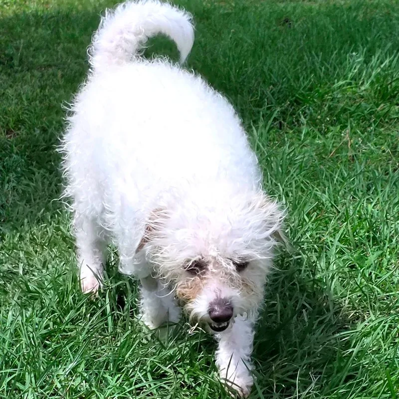 Bessie Belle thumbnail 6