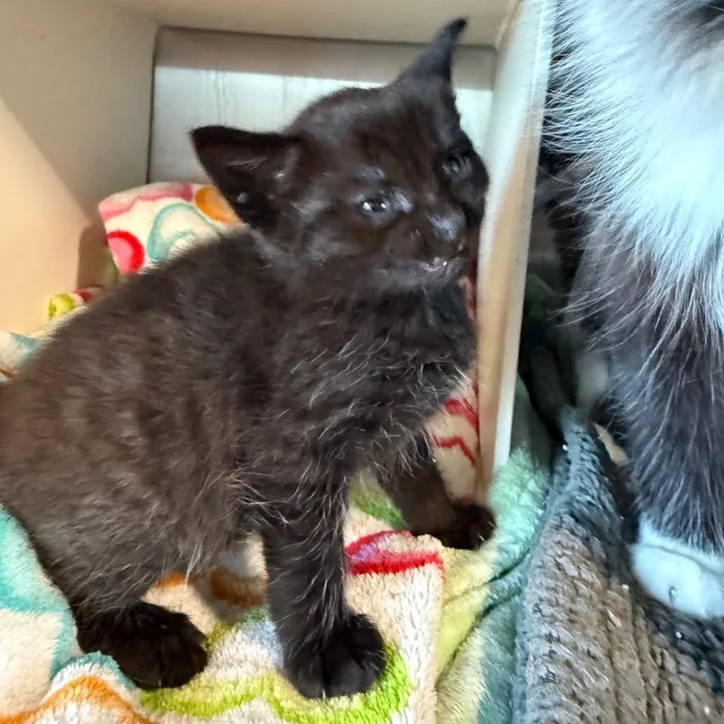 A baby small-sized female Black Domestic Short Hair cat named Wednesday for adoption in Cedaredge, CO
