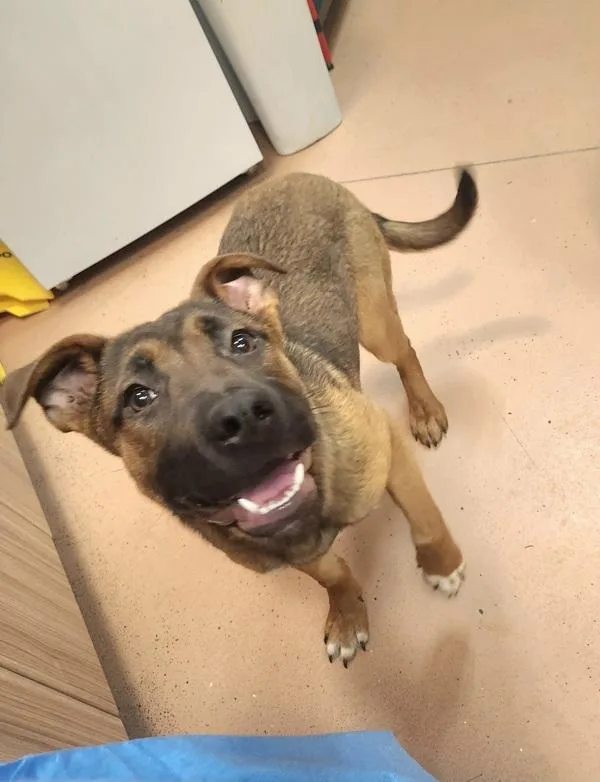 A young large-sized female Shepherd dog named Sarah for adoption in Kennewick, WA