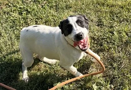 A baby medium-sized female Terrier dog named Hereford for adoption in New Albany, IN