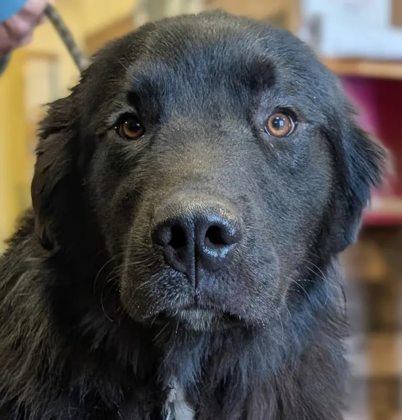 A young large-sized male Newfoundland Dog dog named Mumford for adoption in Olean, NY