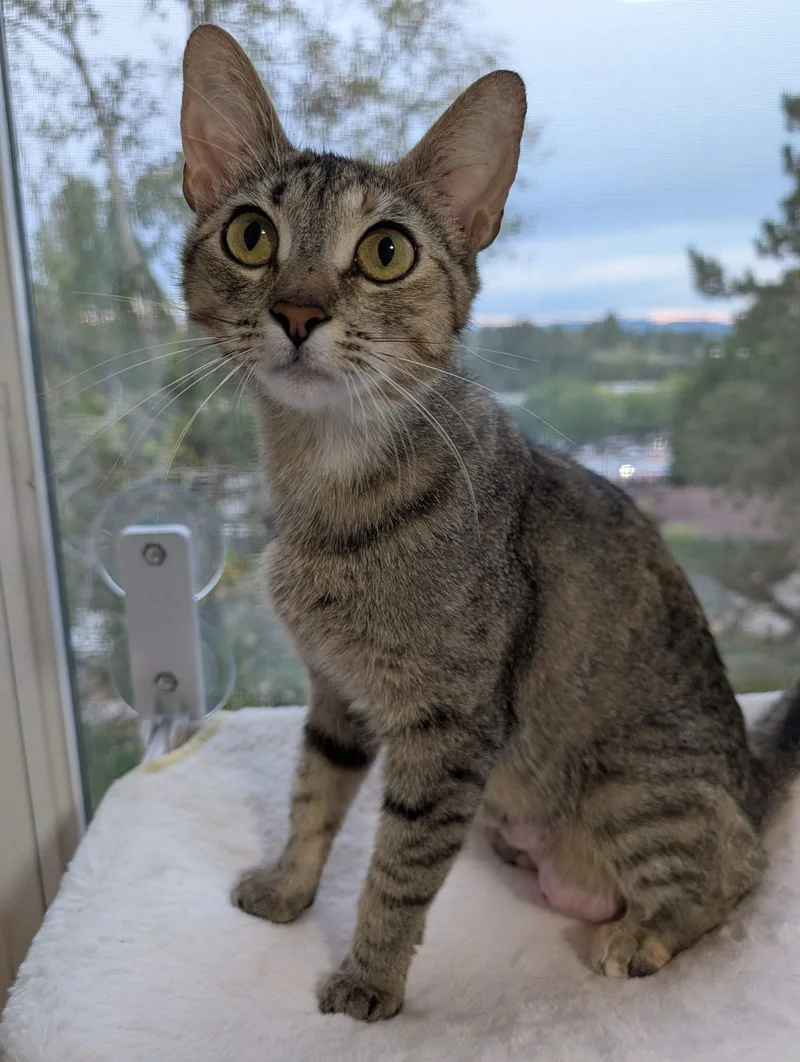 A young medium-sized female Tabby (Gray / Blue / Silver) Domestic Short Hair cat named Cuphead for adoption in Seattle, WA