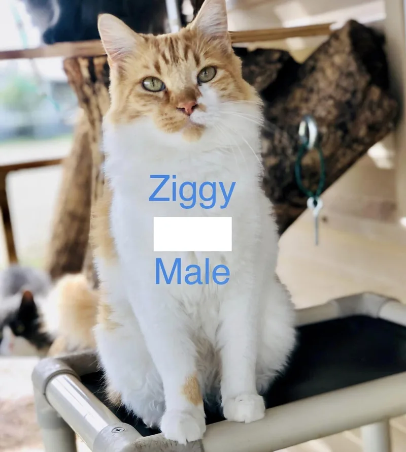 Ziggy