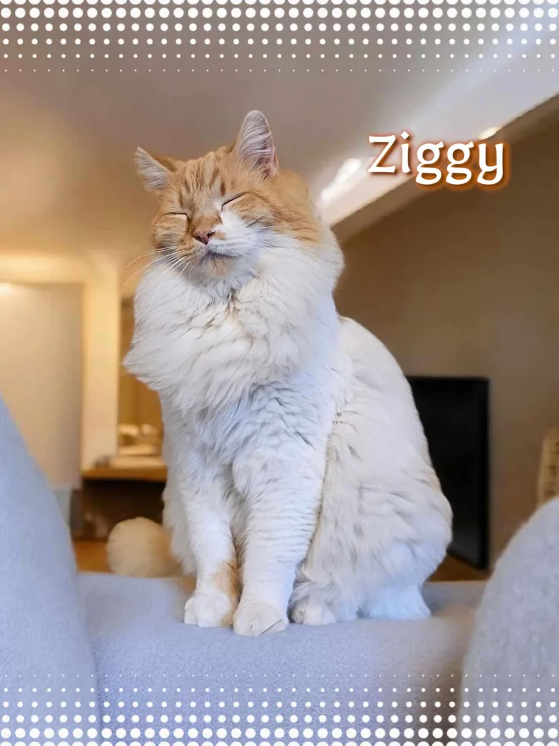 Ziggy thumbnail 3