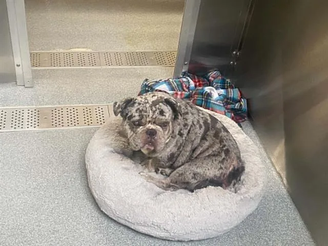 An adult medium-sized male French Bulldog dog named Dumbo for adoption in Tustin, CA