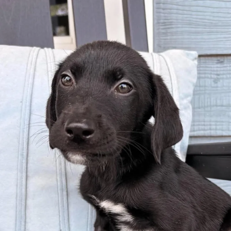 A baby large-sized male Black Labrador Retriever dog named Oreo for adoption in Jacksonville, FL