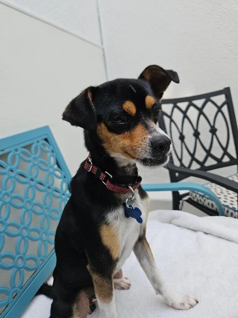 A young small-sized male Rat Terrier dog named Dobby for adoption in Los Angeles, CA
