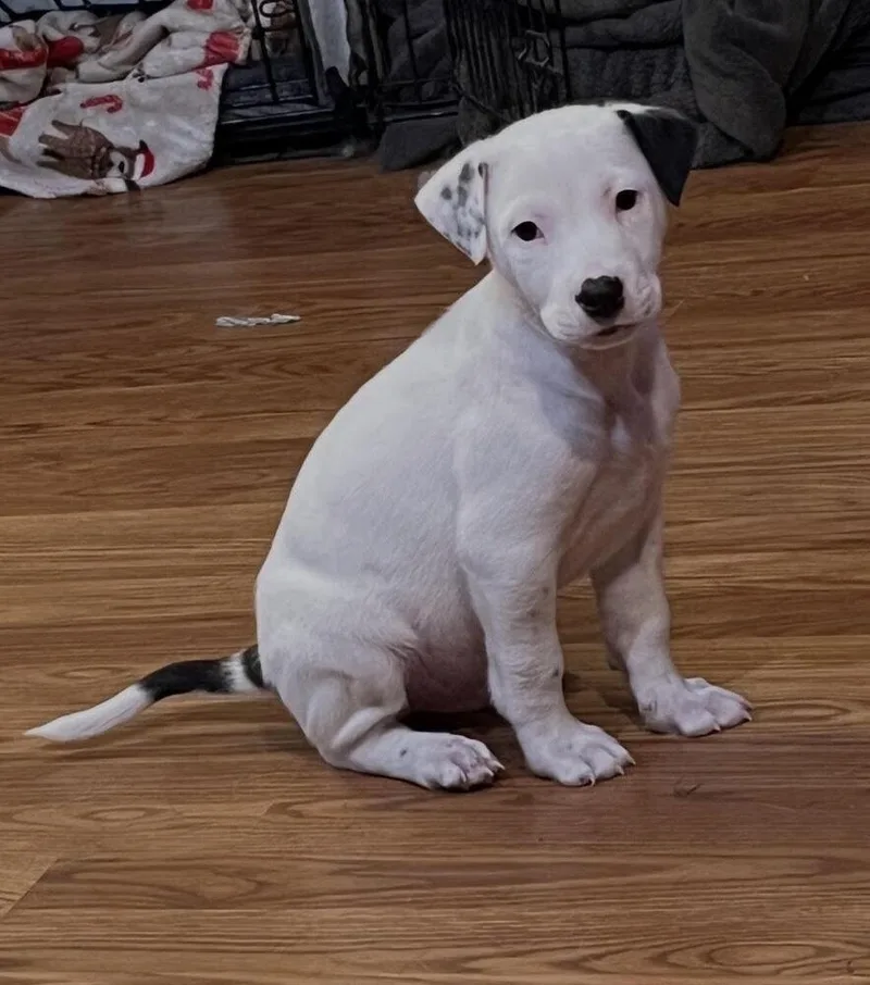A baby medium-sized male Tricolor (Brown, Black, & White) Mixed Breed dog named Poet for adoption in Clinton Township, MI
