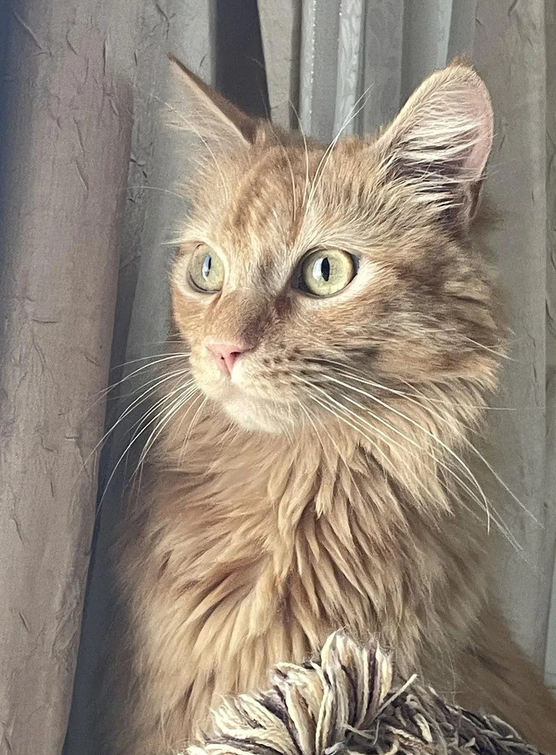 An adult medium-sized male Tabby (Orange / Red) Domestic Medium Hair cat named Romeo for adoption in Sherman Oaks, CA