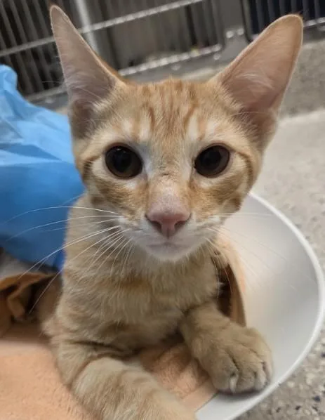 A young small-sized male Domestic Short Hair cat named Hank for adoption in Brighton, CO
