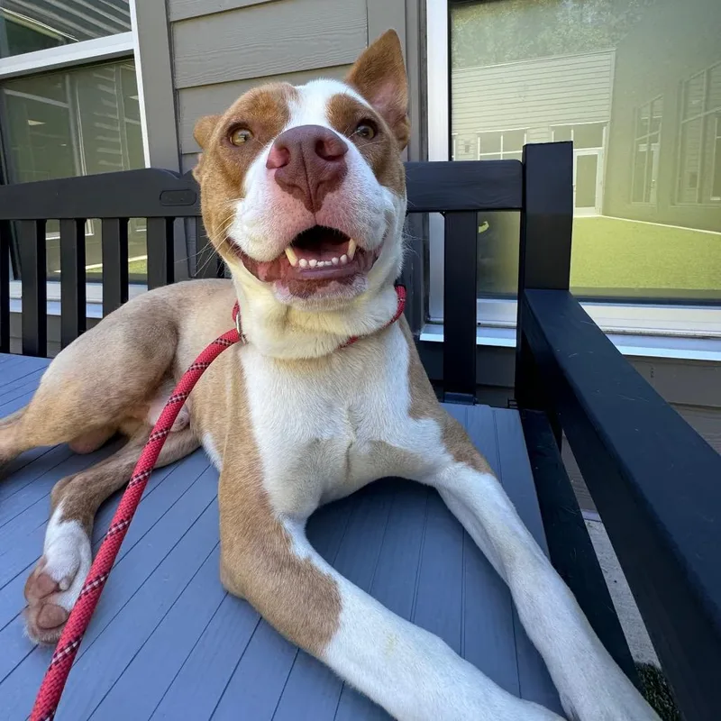 An adult medium-sized male Yellow / Tan / Blond / Fawn Mixed Breed dog named Tristan for adoption in Greensboro, NC