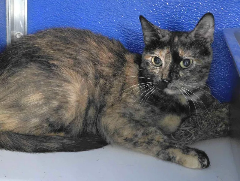 An adult medium-sized female Domestic Short Hair cat named Nestra for adoption in Colorado Springs, CO