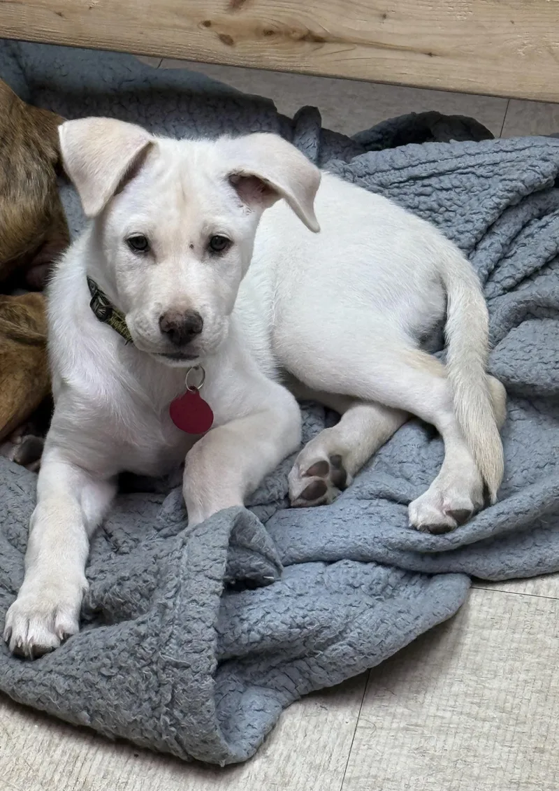 A baby medium-sized female Labrador Retriever dog named Paddington for adoption in North Prairie, WI