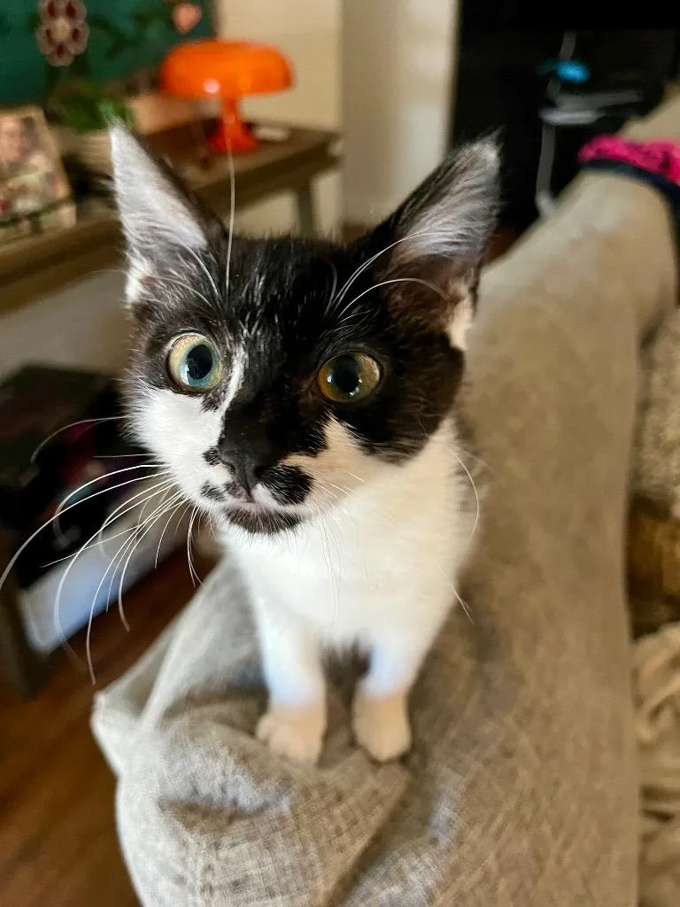 A baby medium-sized female Domestic Medium Hair cat named Prim for adoption in San Antonio, TX
