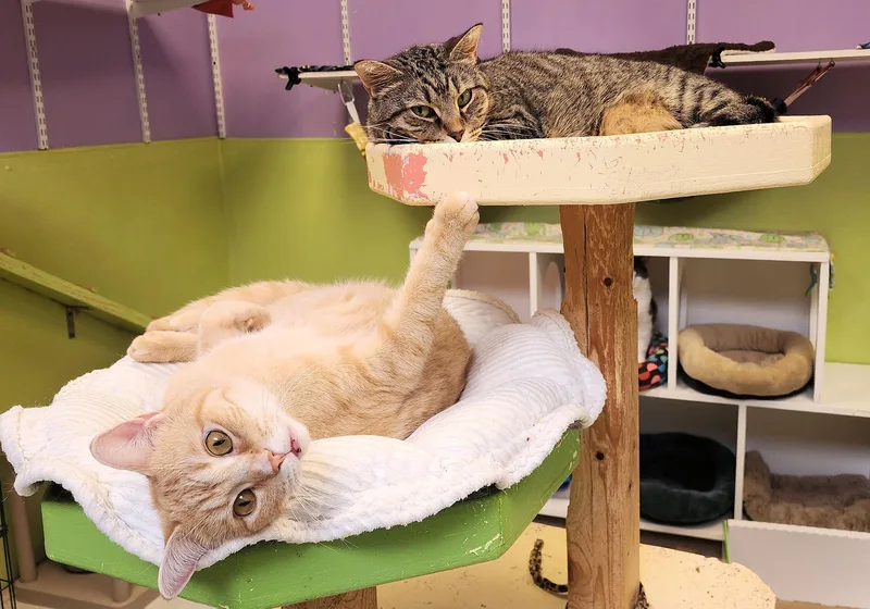 Sultan And Prince thumbnail 2