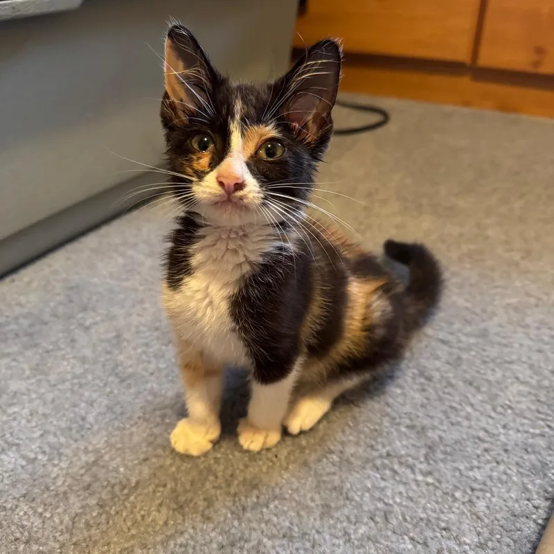 Pebbles